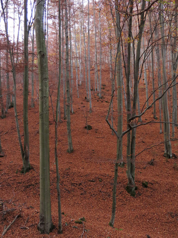 122X. Tisovec - říjen 2019