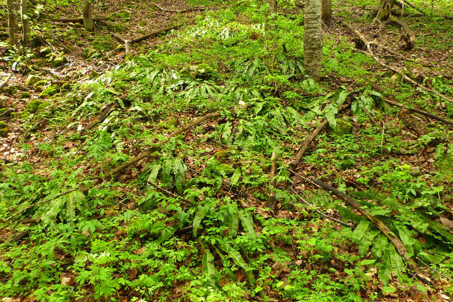 Rumunsko - duben 2017