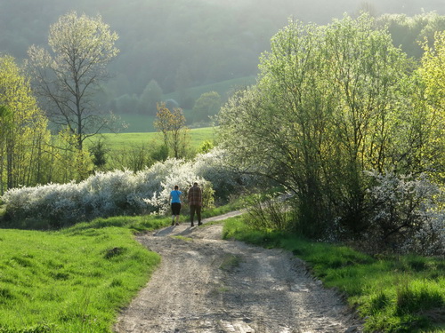 tisovec květen 2018