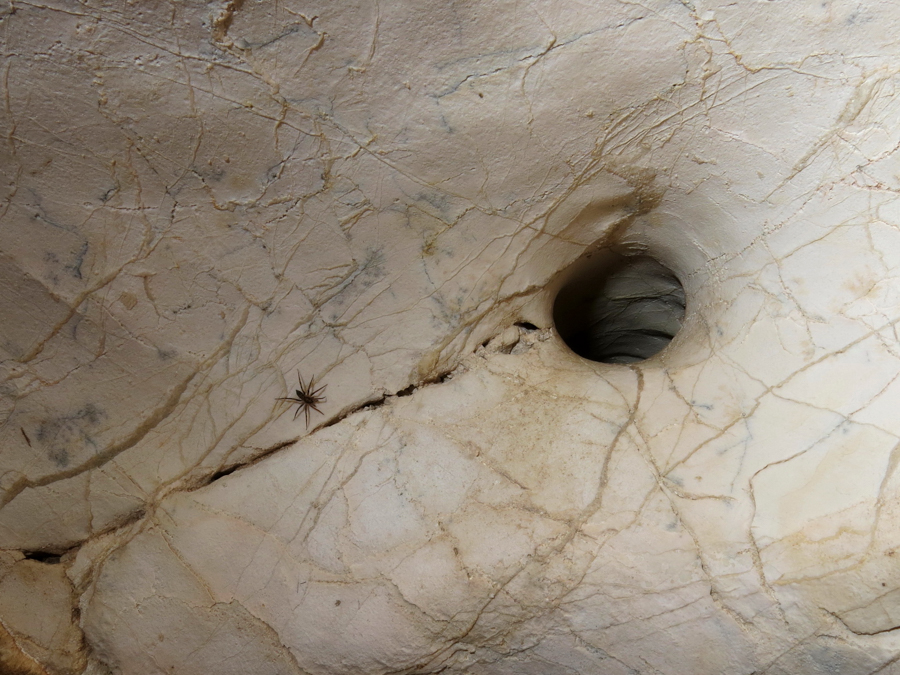 Jeskyně škorpionů