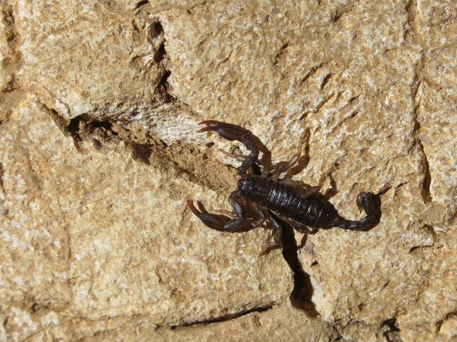 Jeskyně škorpionů