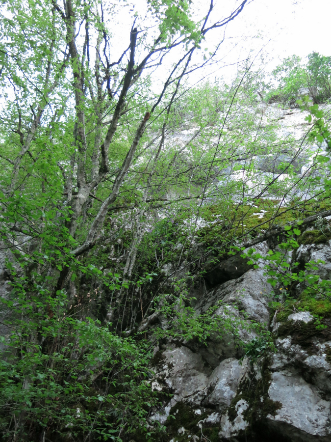 Stromolezčí jeskyně