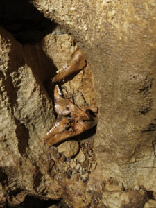 Propast česko-rumunského přátelství