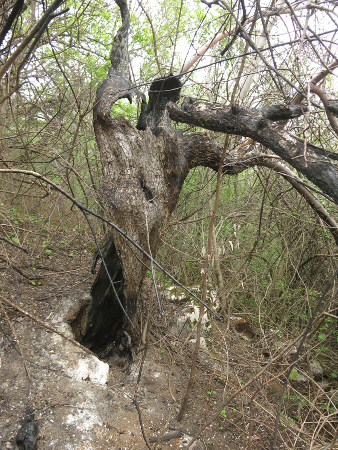 jeskyně Spáleniště