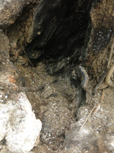 jeskyně Spáleniště