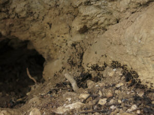 jeskyně Spáleniště